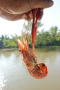 Shrimp grill on hand