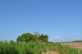 River side trees with grass