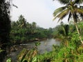 River in Sinharaja forest national park Royalty Free Stock Photo