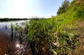 River slope and river plants in clear clear water. Glare of the sun on the water and a clear blue sky. Overgrown with grass and Royalty Free Stock Photo