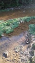 River with small plants and stone