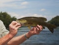 River Smallmouth Bass