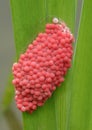 River snail eggs