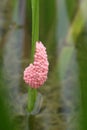 River snail eggs Royalty Free Stock Photo