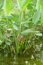 River snail eggs on green leaf Royalty Free Stock Photo