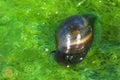 fresh-water snail Royalty Free Stock Photo