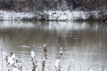 The river Somesul Mare in winter season Royalty Free Stock Photo