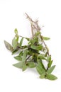 River spiderwort or small-leaf spiderwort. (Tradescantia fluminensis)
