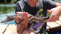 The river in Sri Lanka. The cub of a crocodile.