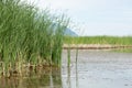 River in steppe. prairie