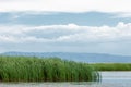 River in steppe. prairie