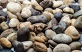 Colorful River stone background.