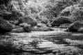 River stone and green tree, Stone river green tree leaf in forest, Black and white and monochrome style Royalty Free Stock Photo