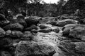 River stone and tree colorful, Black and white and monochrome style Royalty Free Stock Photo