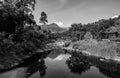 River stone and tree colorful, Black and white and monochrome style Royalty Free Stock Photo