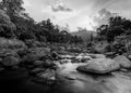 River stone and tree colorful, View water river tree in forest, Black and white and monochrome style Royalty Free Stock Photo