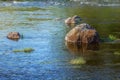 River with stones on the plain Royalty Free Stock Photo