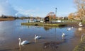 River Stour Christchurch Dorset England UK with swans Royalty Free Stock Photo