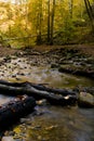 River stream in autumn forest Royalty Free Stock Photo