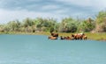 river, stream, flood, effluent, ford, nulla