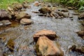 River stream in a forest. Beautiful summer landscape. Royalty Free Stock Photo