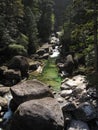 River stream inside cedar forest