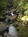 River stream inside cedar forest Royalty Free Stock Photo