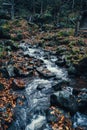 River stream in mountain forest in dramatic dark green color Royalty Free Stock Photo