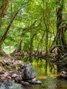 River stream, stone and green trees in tropical forest