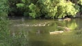 River stream waves. Fallen trees in river