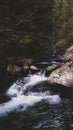 a river with a strong flow flowing from the mountain through the pine forest Royalty Free Stock Photo