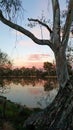 River sunset with tree.