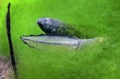 River Swamp Frog Tadpoles - Heads or Tails