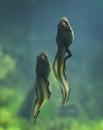 River Swamp Frogs Tadpoles - Race To The Top!