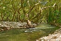 River and sycamore trees Royalty Free Stock Photo