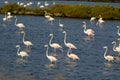 River Tagus Flamingo Royalty Free Stock Photo