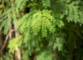 River tamarind (Leucaena leucocephala) green leaves, shallow focus Royalty Free Stock Photo