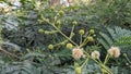 River Tamarind Mexican invasive plant with its flower buds and fruits in Delhi Royalty Free Stock Photo