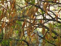 River tamarind tree with brown pods also known as white leadtree Royalty Free Stock Photo