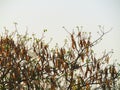 River tamarind tree with brown pods also known as white leadtree Royalty Free Stock Photo