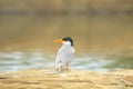 River tern