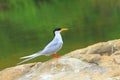 River tern Royalty Free Stock Photo