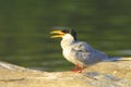 River tern Royalty Free Stock Photo