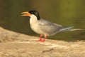 River tern Royalty Free Stock Photo