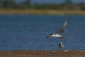 River Tern bird flying with a fish kill in its beak