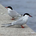 River tern.