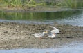 River tern family