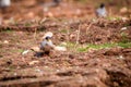 River tern with fish