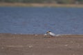 River tern with a fish kill in its beak