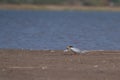 River tern with a fish kill in its beak